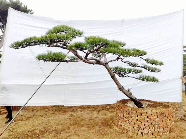 造型松生长的苗床应当整理平整