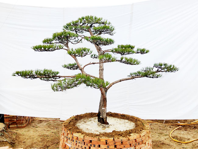 造型松日常养护注意事项